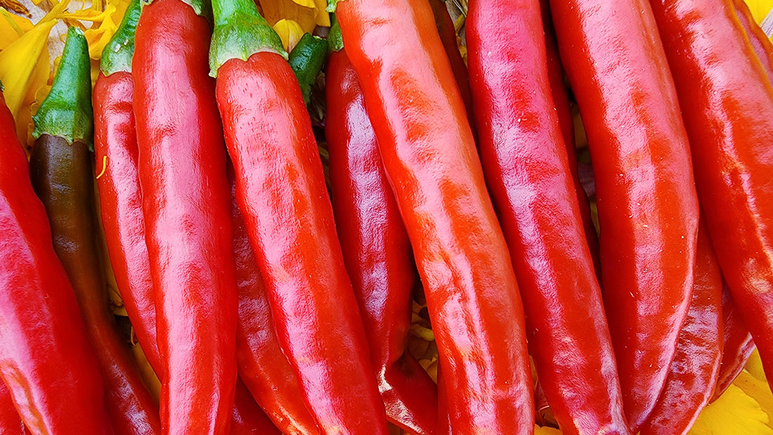 August Garden Guide - What To Plant In August