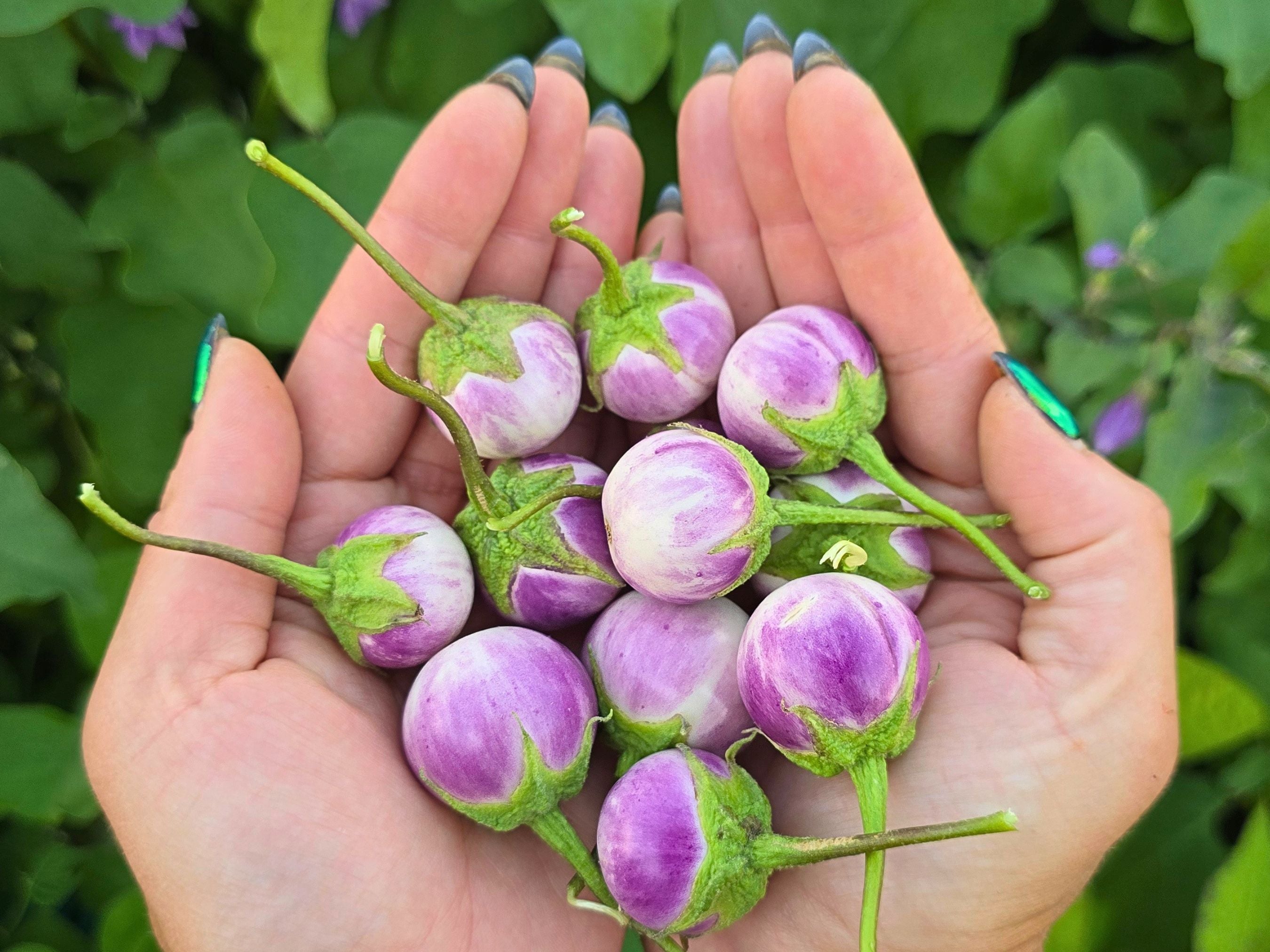 Eggplant Seeds – Jerra's Garden