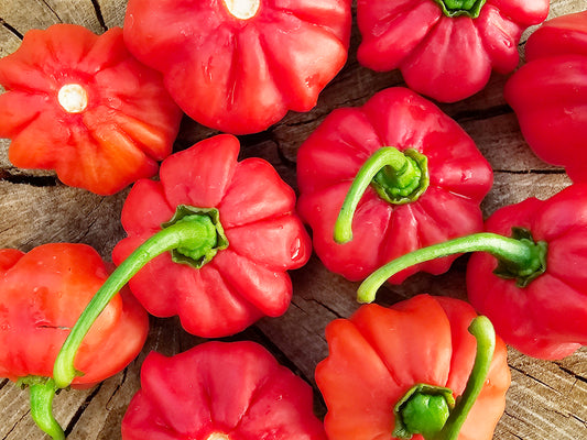 Aji Cachucha aka Aji Dulce Pepper Seeds