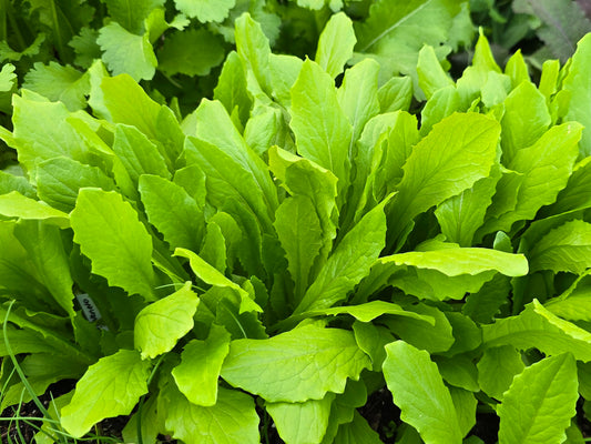 Taiwan Sword Leaf Lettuce Seeds