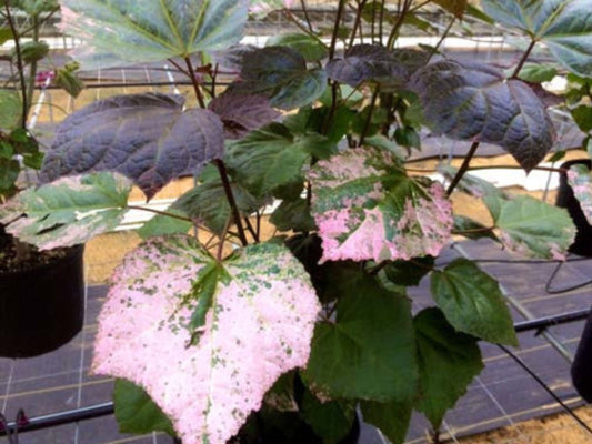 Auntie Lilli's South Sea Salad Tree LIVE PLANT