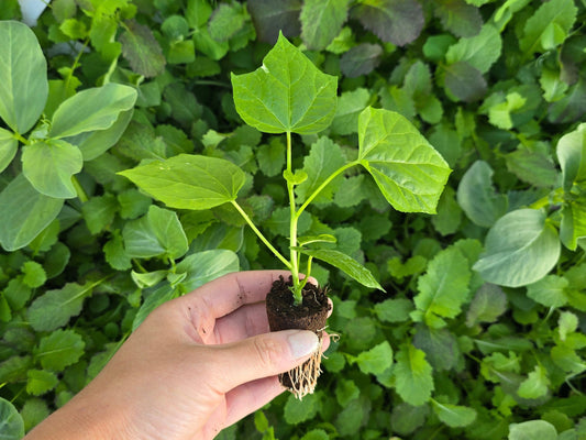 Auntie Lilli's South Sea Salad Tree LIVE PLANT