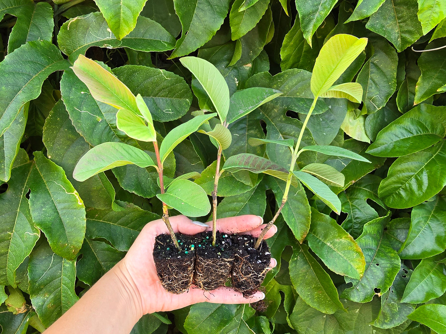 Barbie Pink Guava Fruit Tree Self-Fertile LIVE PLANT