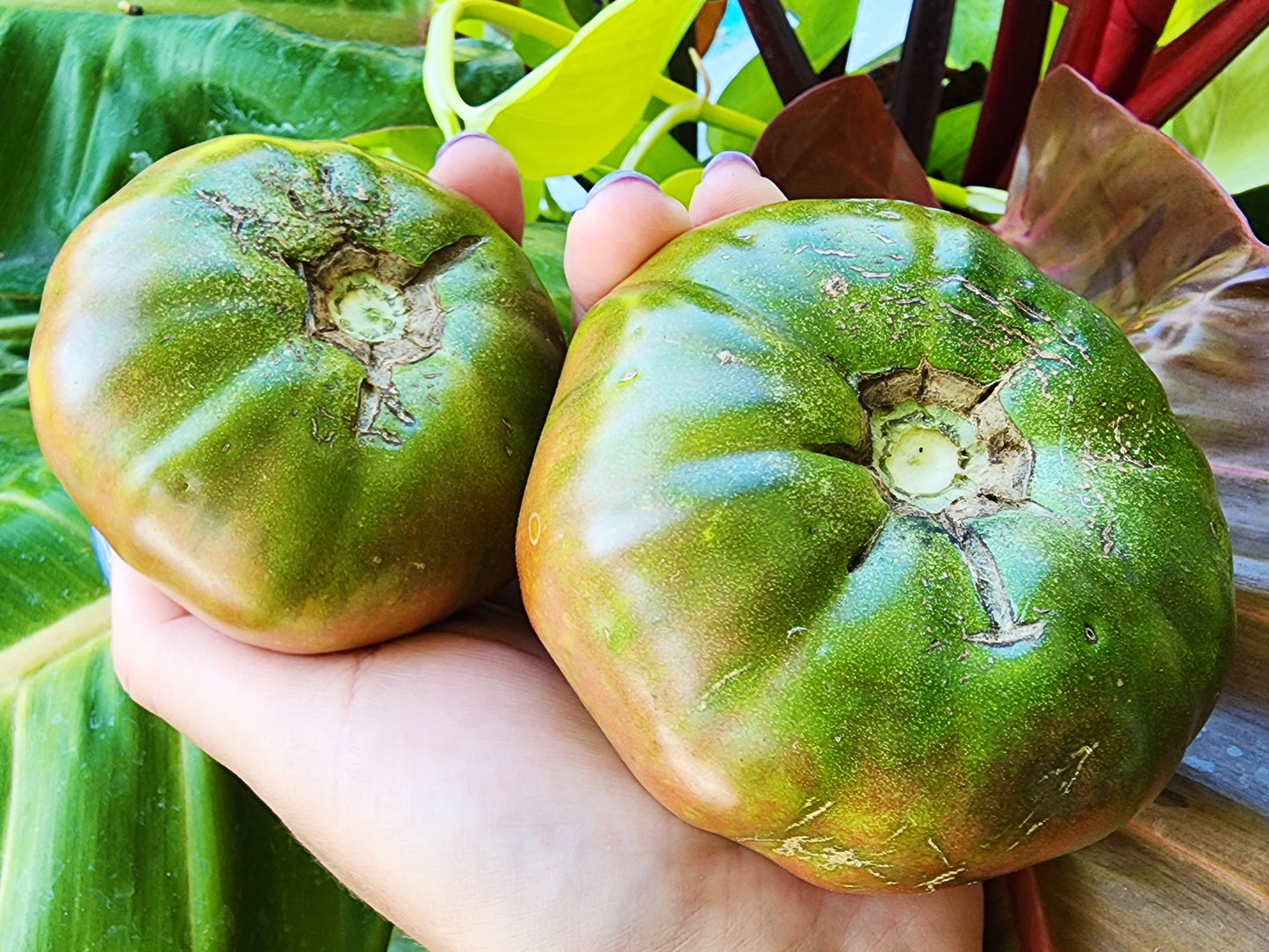 Black Krim Tomato Seeds