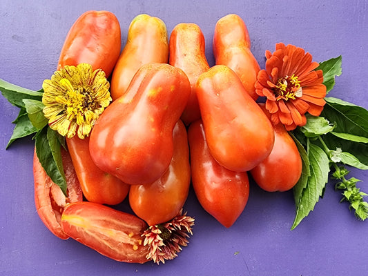 Butalina di Castellamonte Tomato Seeds