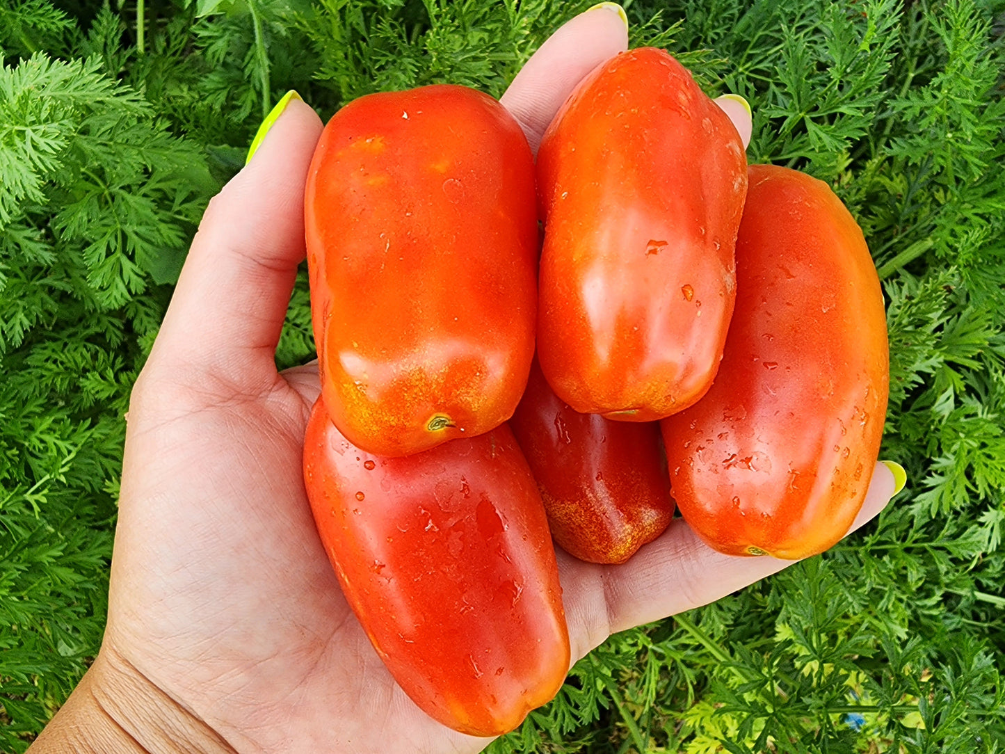 Butalina di Castellamonte Tomato Seeds