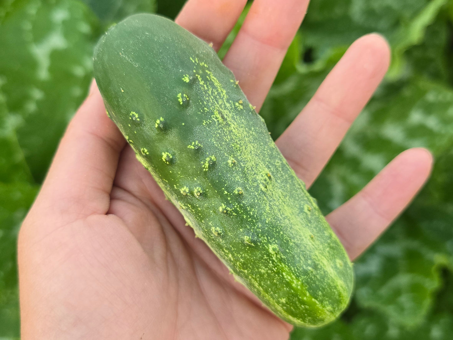 Calypso Hybrid Disease Resistant Pickling Cucumber Seeds