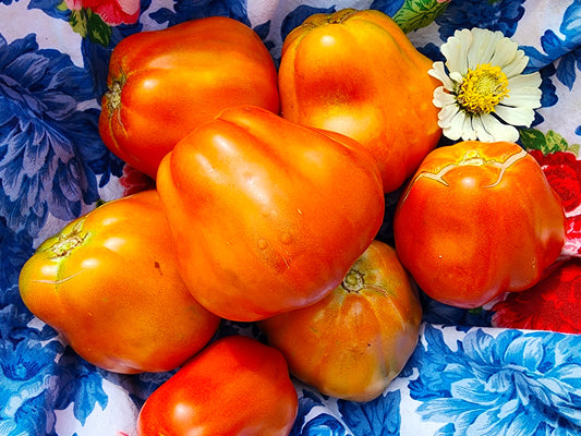 Cesare's Canestrino Di Lucca Tomato Seeds