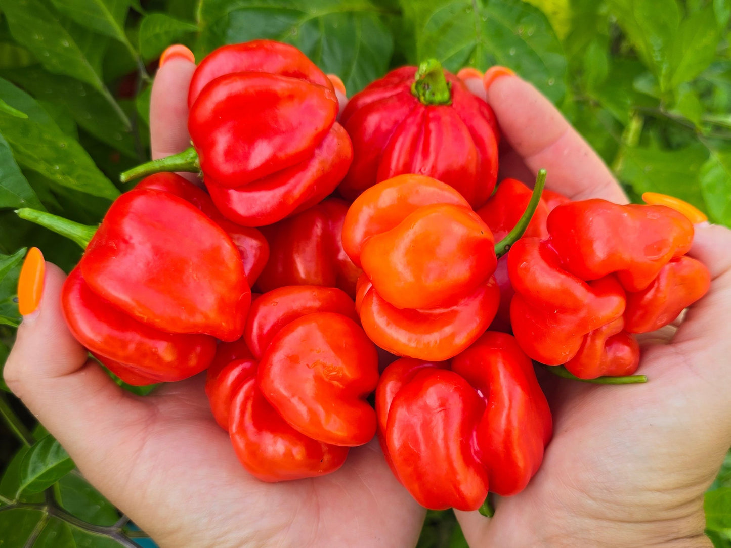 Costa Rican Tropical Sweet Pepper Seeds