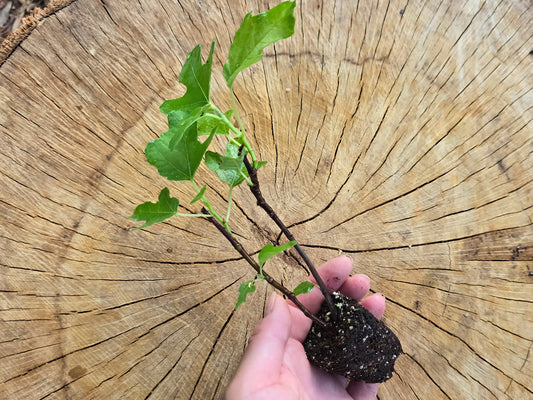 Olympian Fig Self Fertile LIVE Fruit Tree Plant