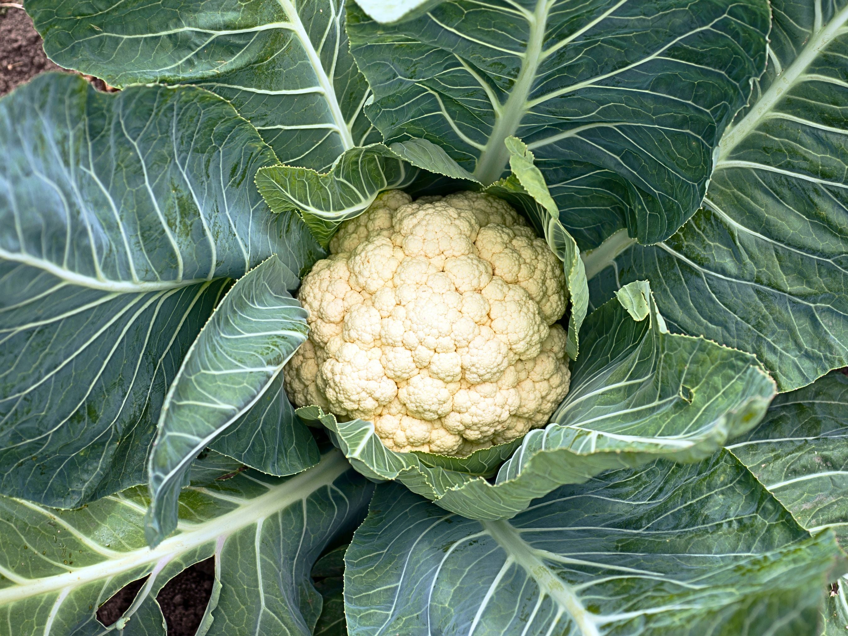 plant cauliflower seeds Fujiyama F1 Cauliflower Seeds – Heat-Tolerant Hybrid – Jerra's Garden