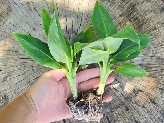 Double Mahoi Banana LIVE PLANT