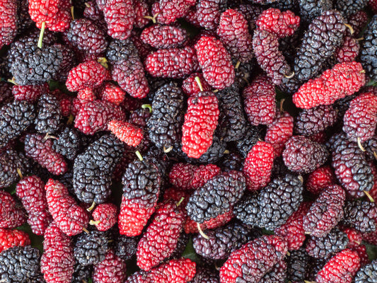 Illinois Everbearing Mulberry Fruit Tree LIVE Starter Plant