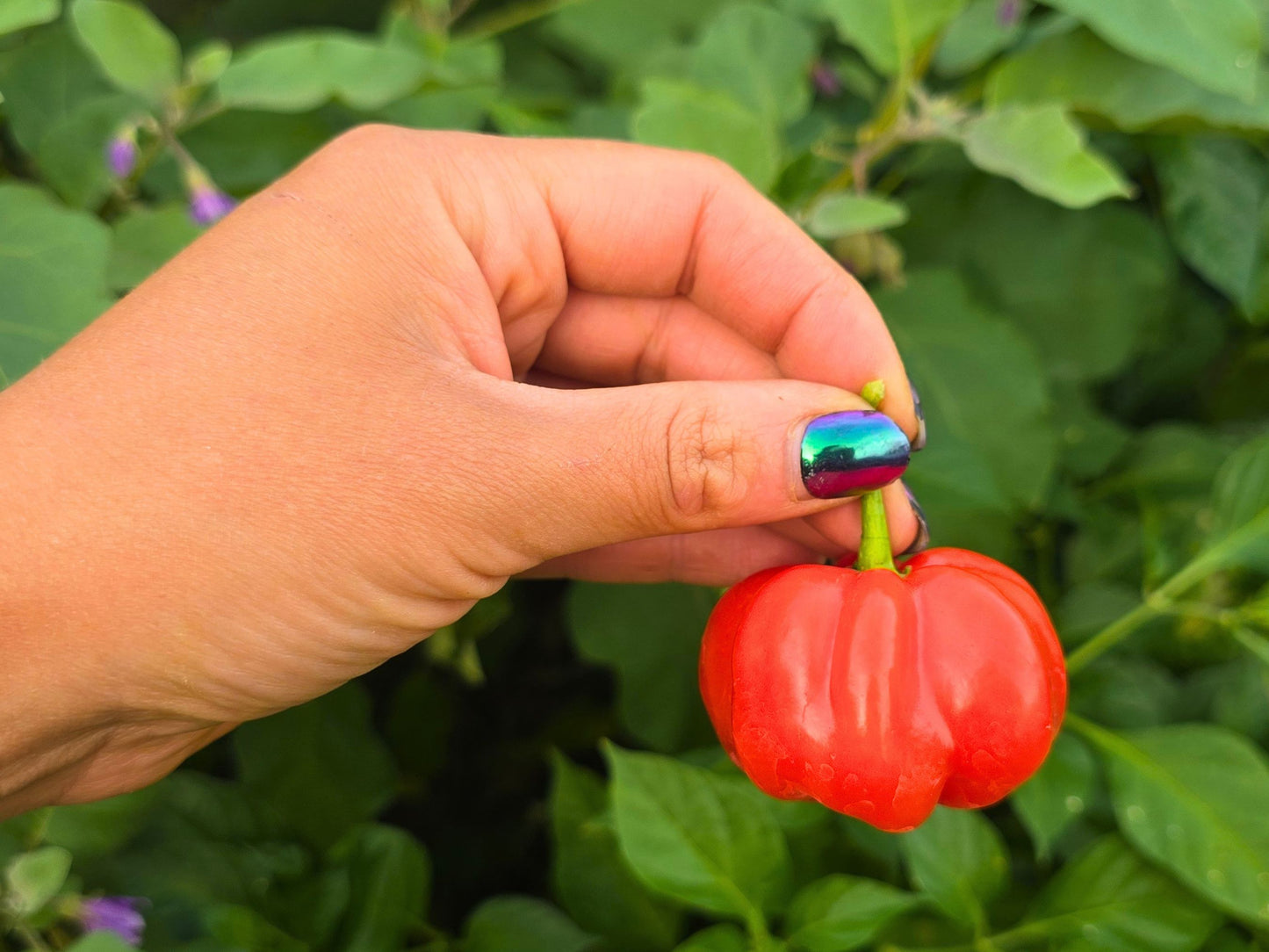 Iquitos Tropical Sweet Pepper Seeds