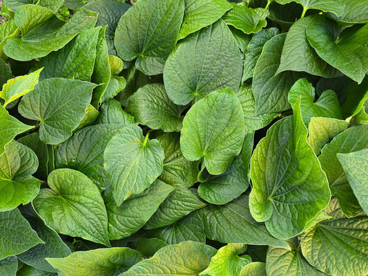 Kava Kava "Isa" LIVE PLANT