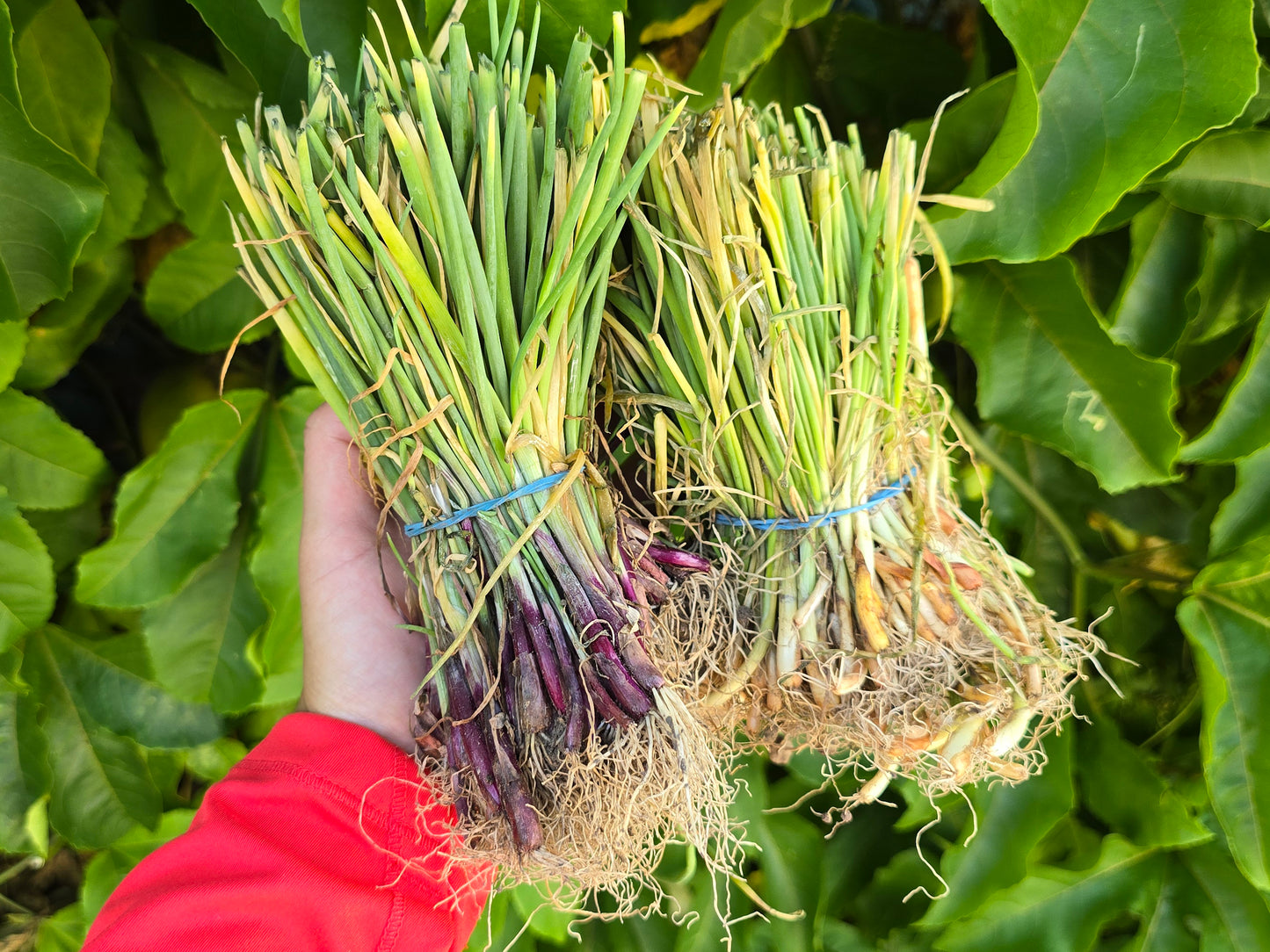Plant Bundle Discount - 3 Varieties of Short Day Onion Live Plant Bundles