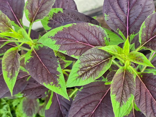 Lagos Spinach Seeds
