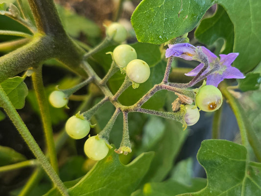 Light Green Thai Pea Eggplant Seeds