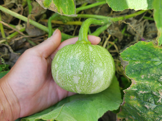 RARE Mayan Small Squash aka Calabacita Chica Seeds