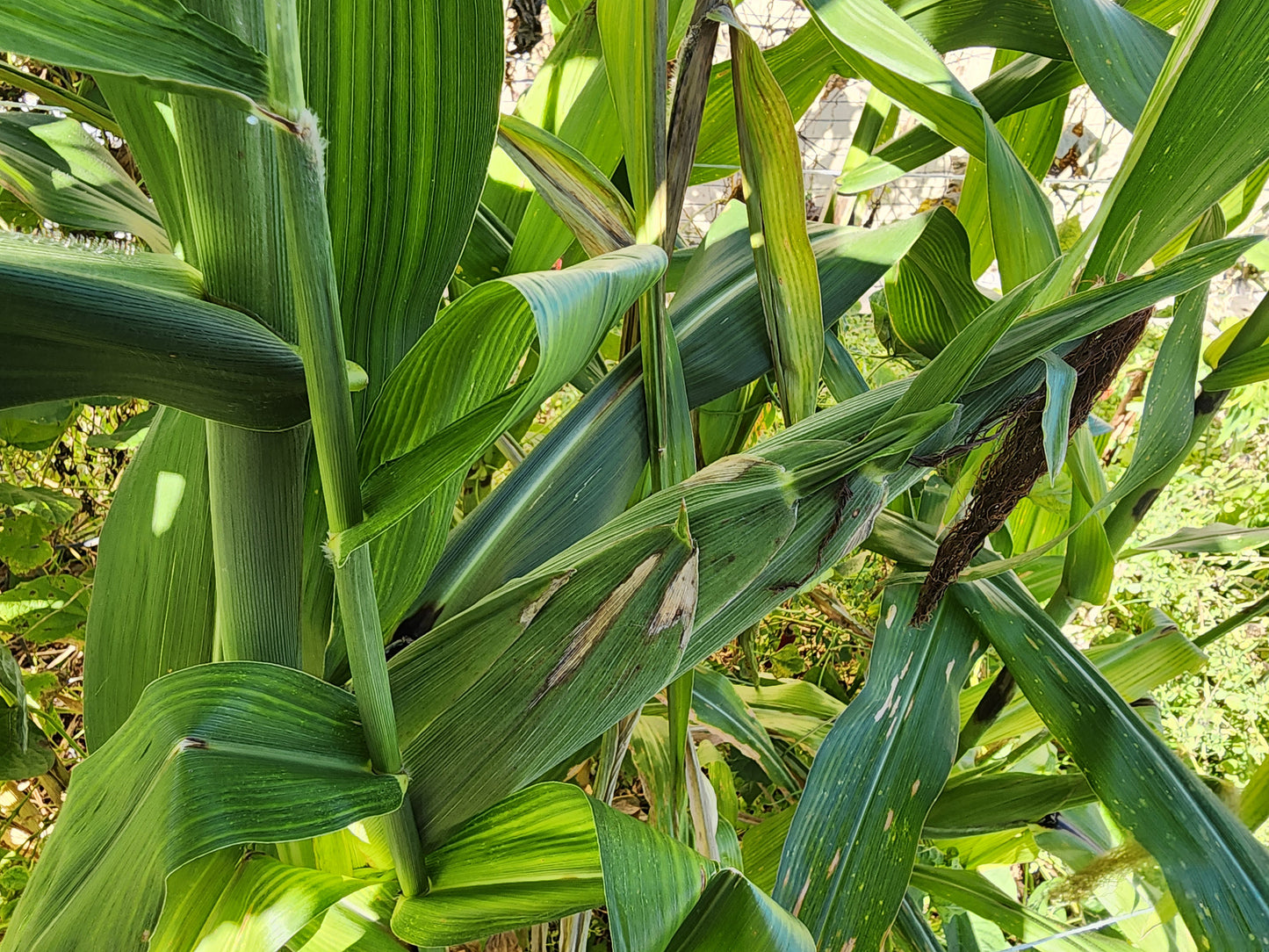 RARE White Mayan Maize Corn Seeds