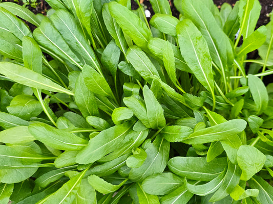 Mibuna Japanese Mustard Greens Seeds
