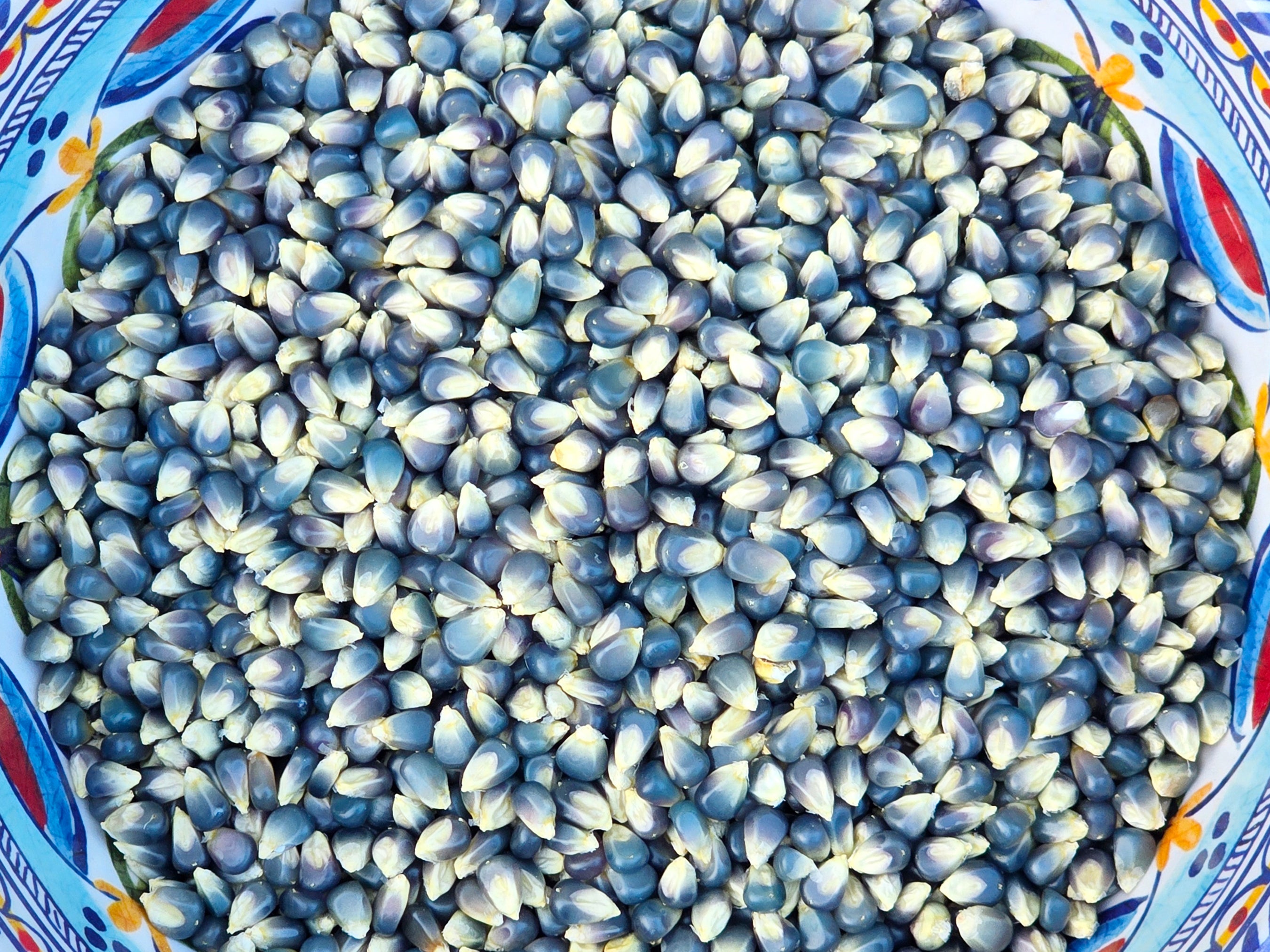 bulk popcorn seeds for planting Miniature Blue Popcorn Seeds – Heirloom Corn for Snacking – Jerra's Garden