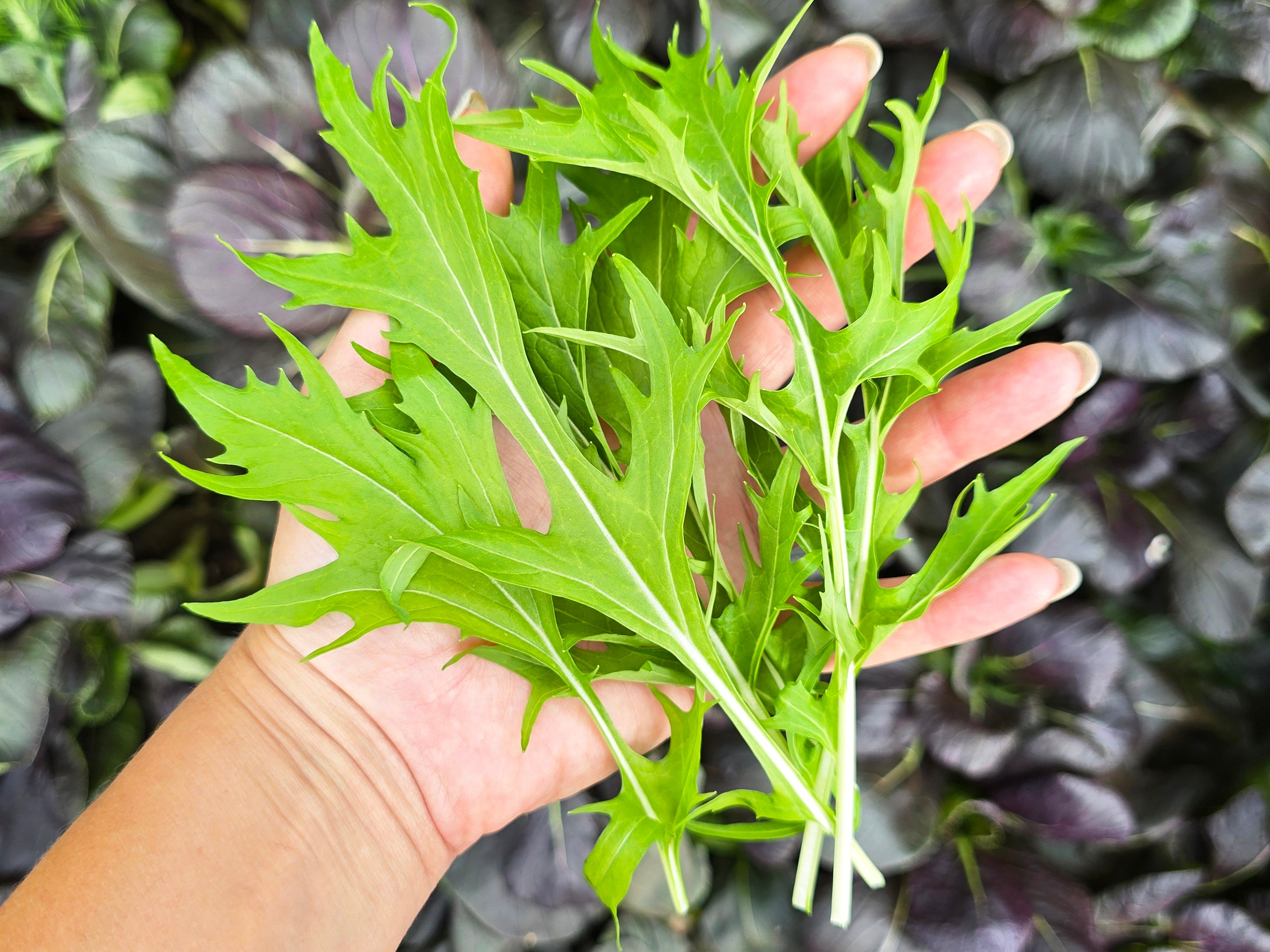 Green Mizuna Seeds – Mild Japanese Mustard Greens – Jerra's Garden