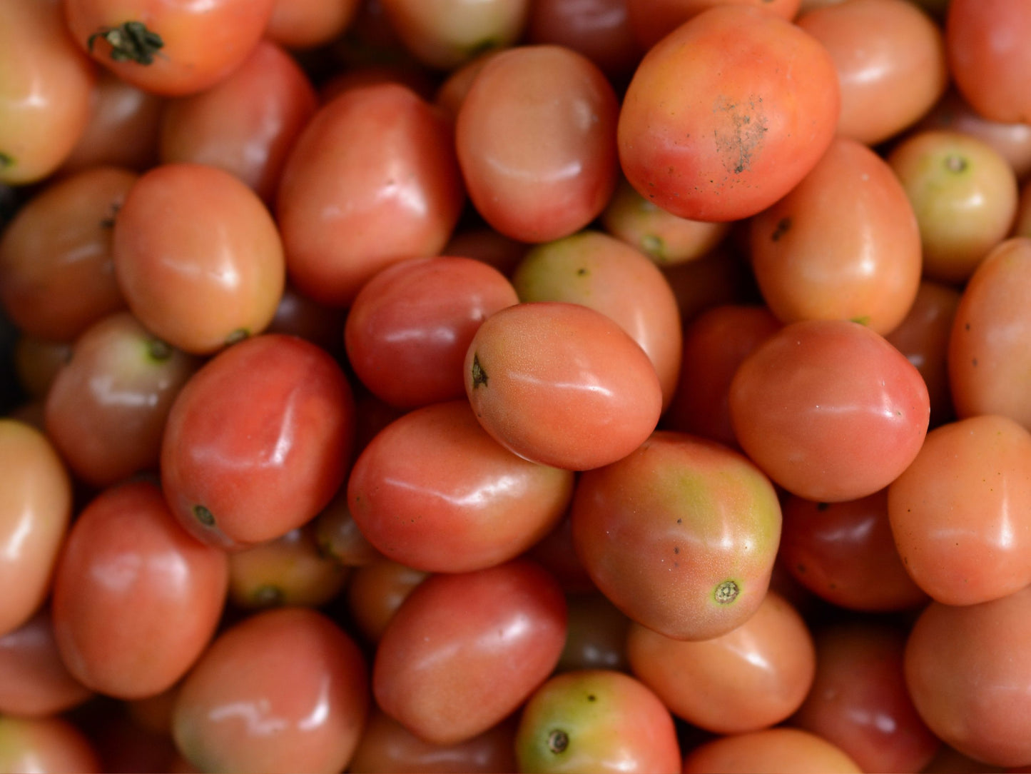 Thai Pink Egg Tomato Seeds