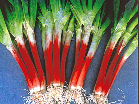 Red Beard Bunching Onion Seeds