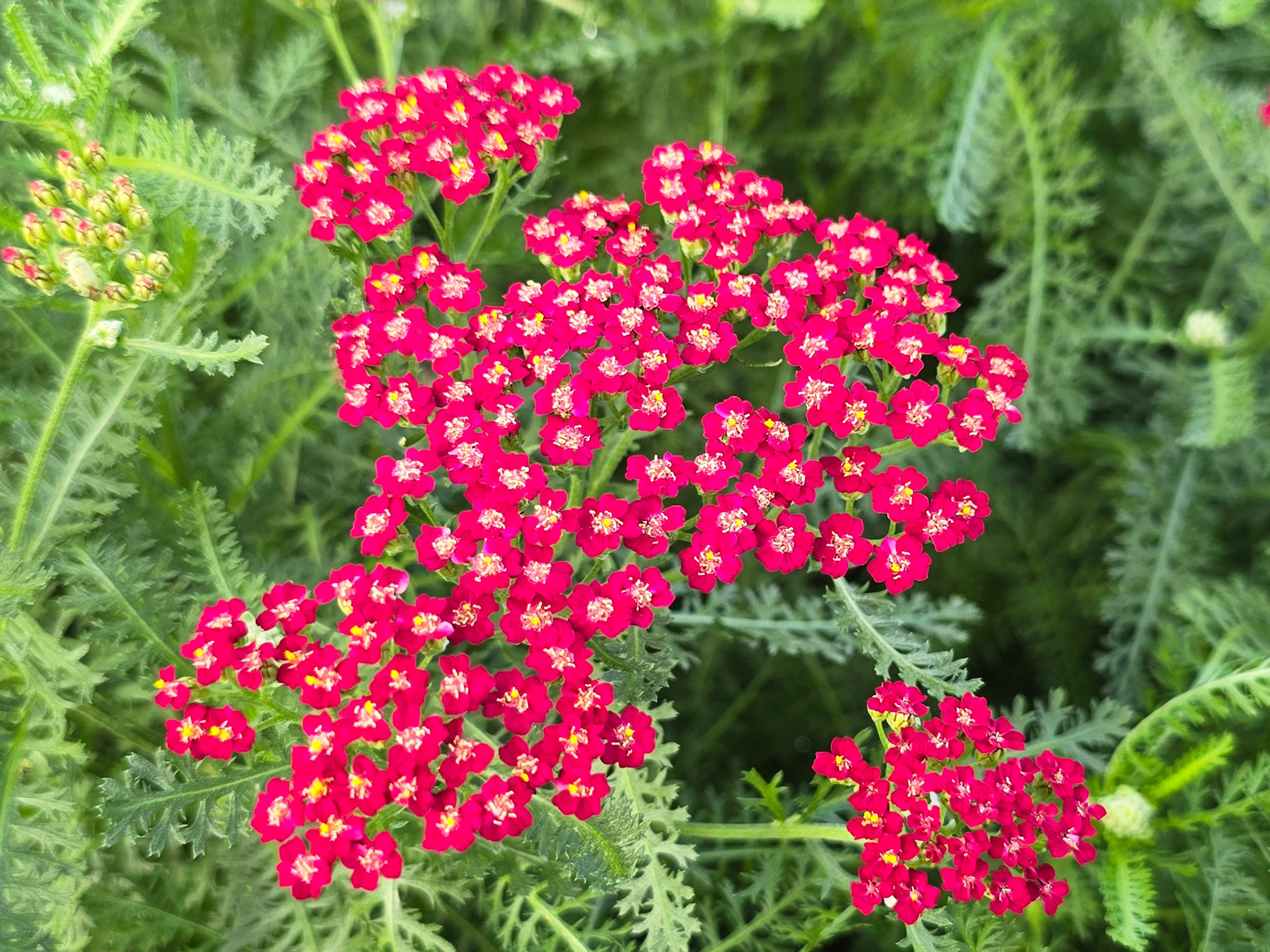 yarrow plant Red Yarrow Seeds – Drought-Tolerant Pollinator Favorite – Jerra's Garden