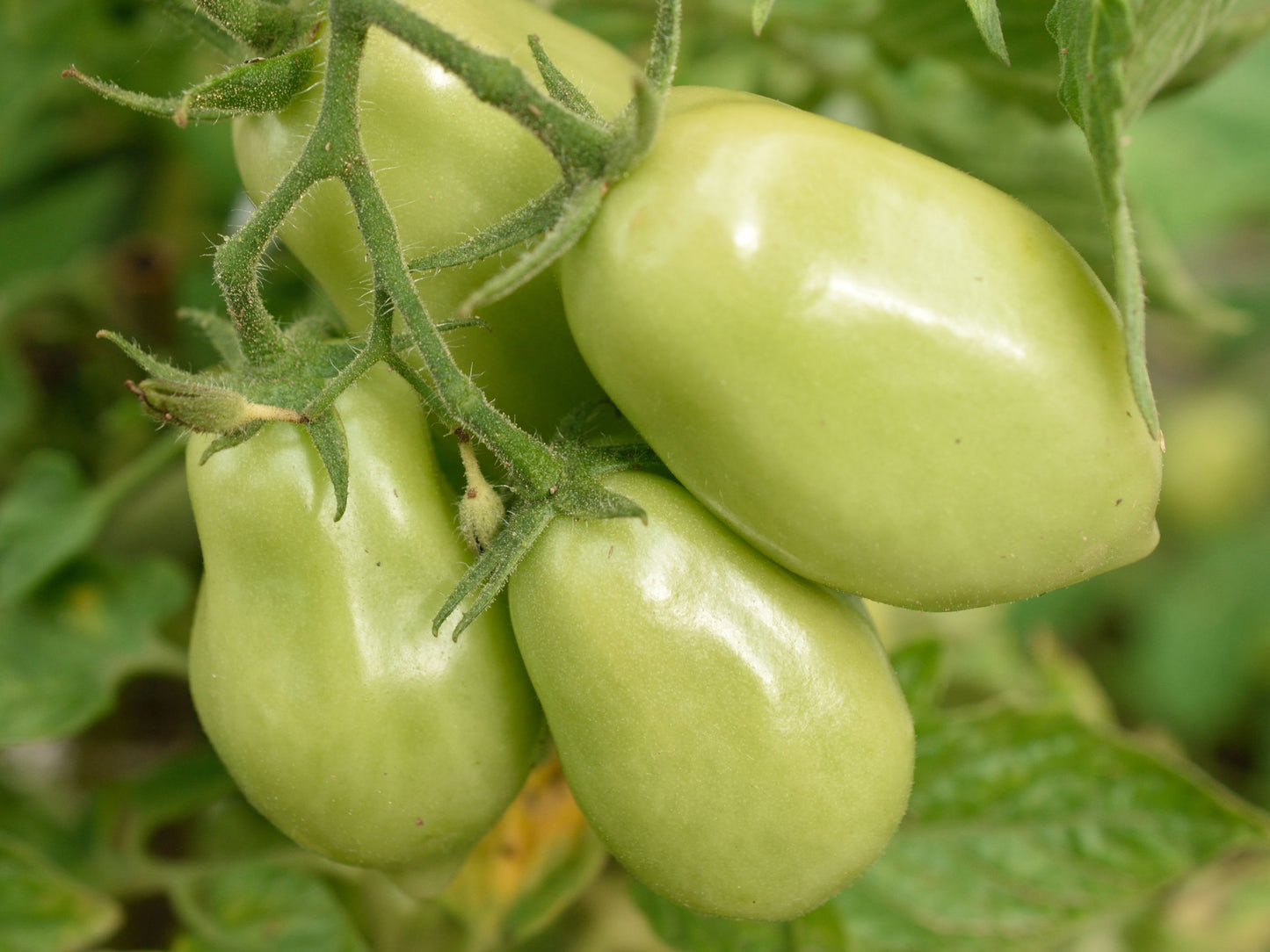 Rio Grande Determinate Tomato Seeds
