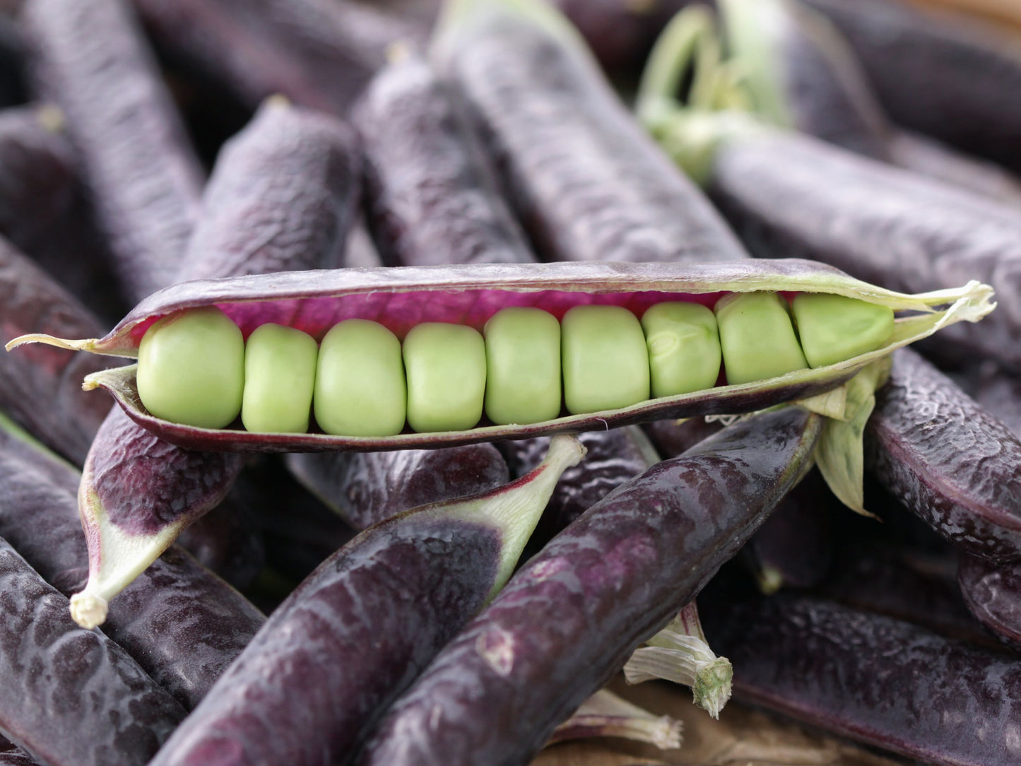 Shiraz Purple Podded Snow Pea Seeds