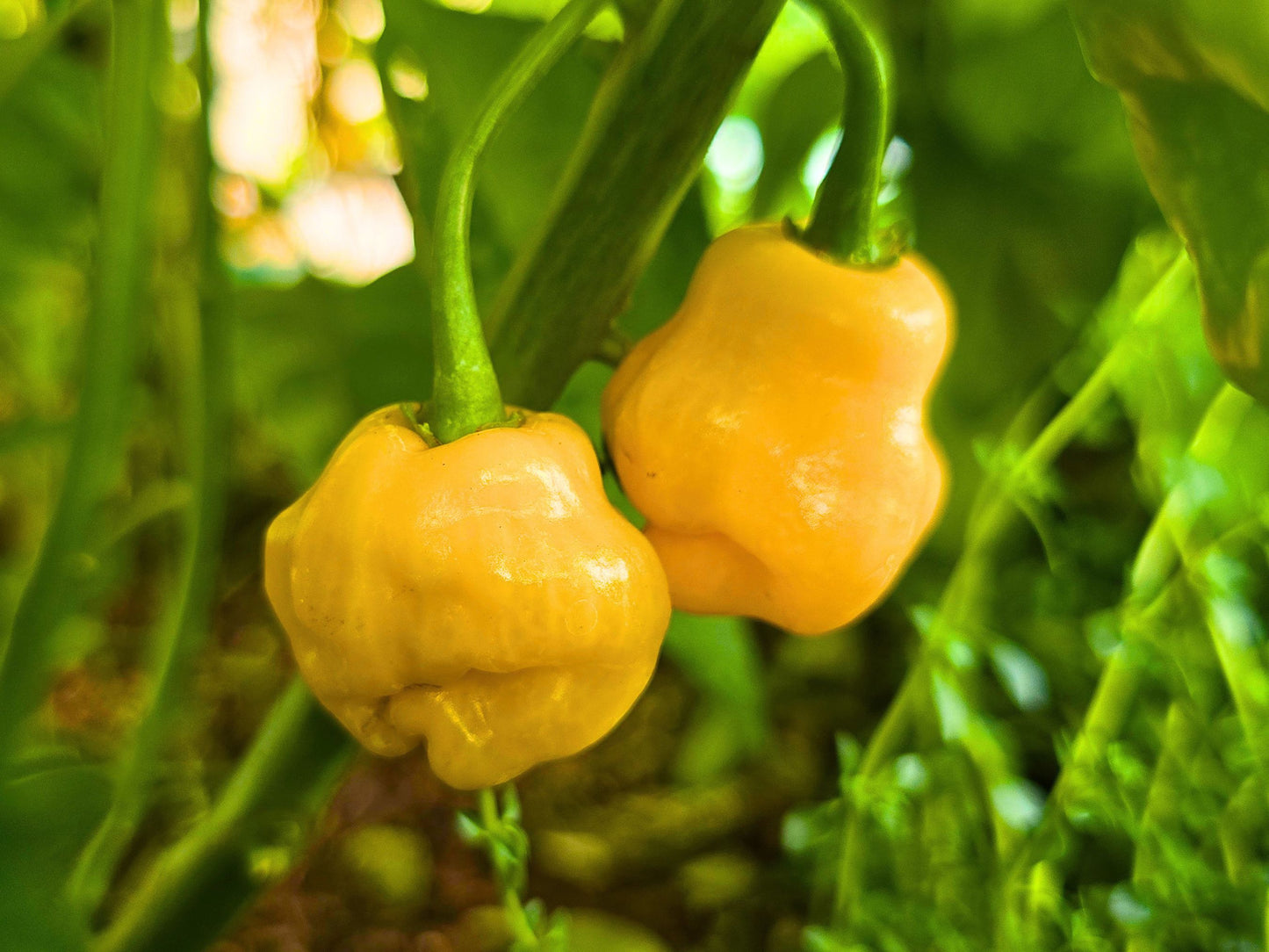 Trinidad Perfume Tropical Mild Hot Pepper Seeds