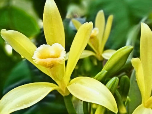 Vanilla Bean LIVE Starter Plant