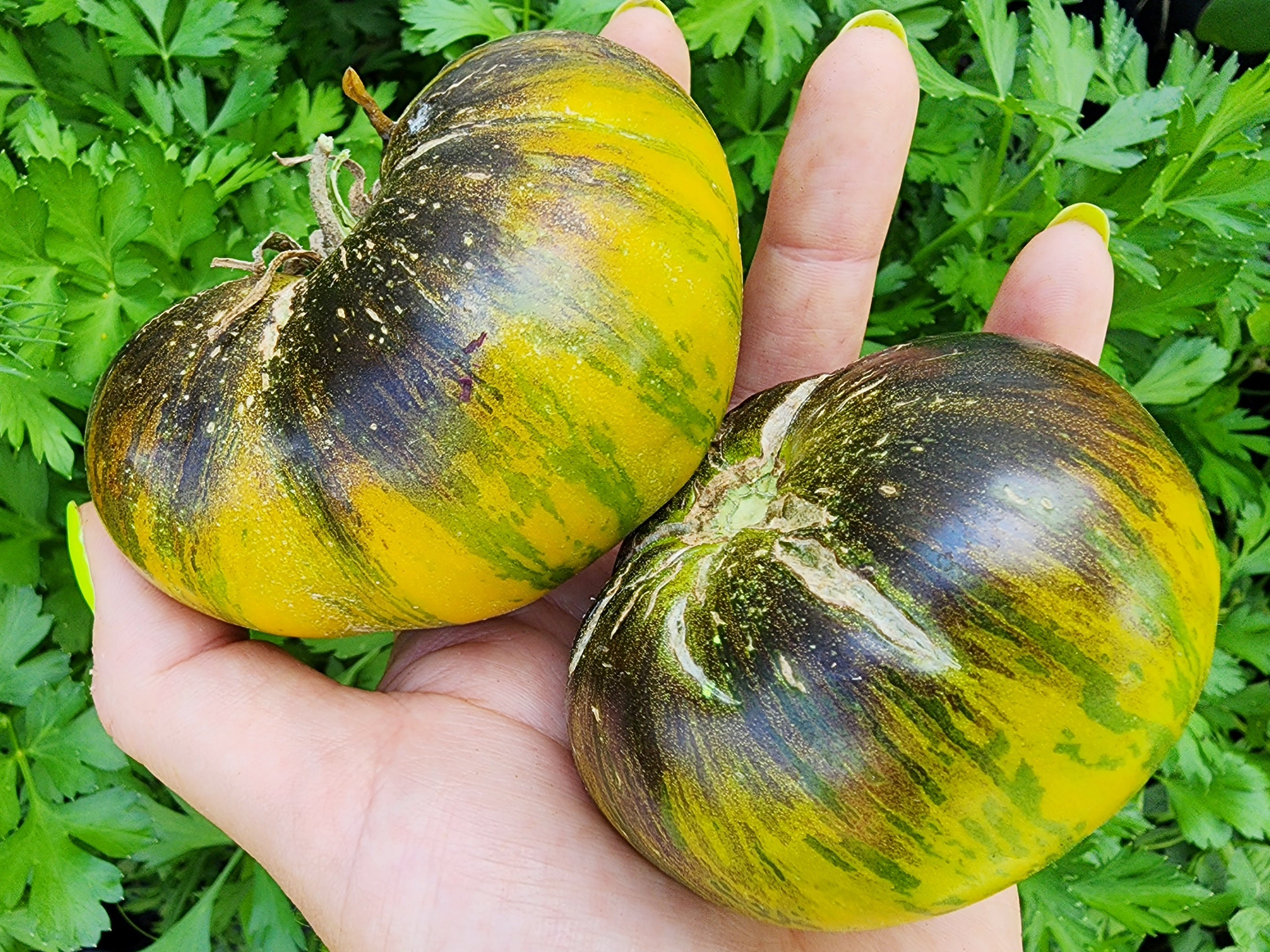 Xanadu Green Goddess Tomato – Rare Black & Green Beefsteak