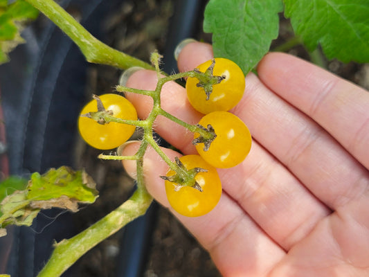 Yellow Everglades Tomato Seeds