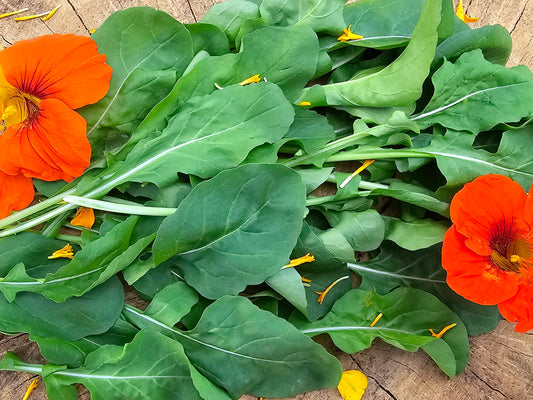 Arugula Peppery Leafy Greens Seeds
