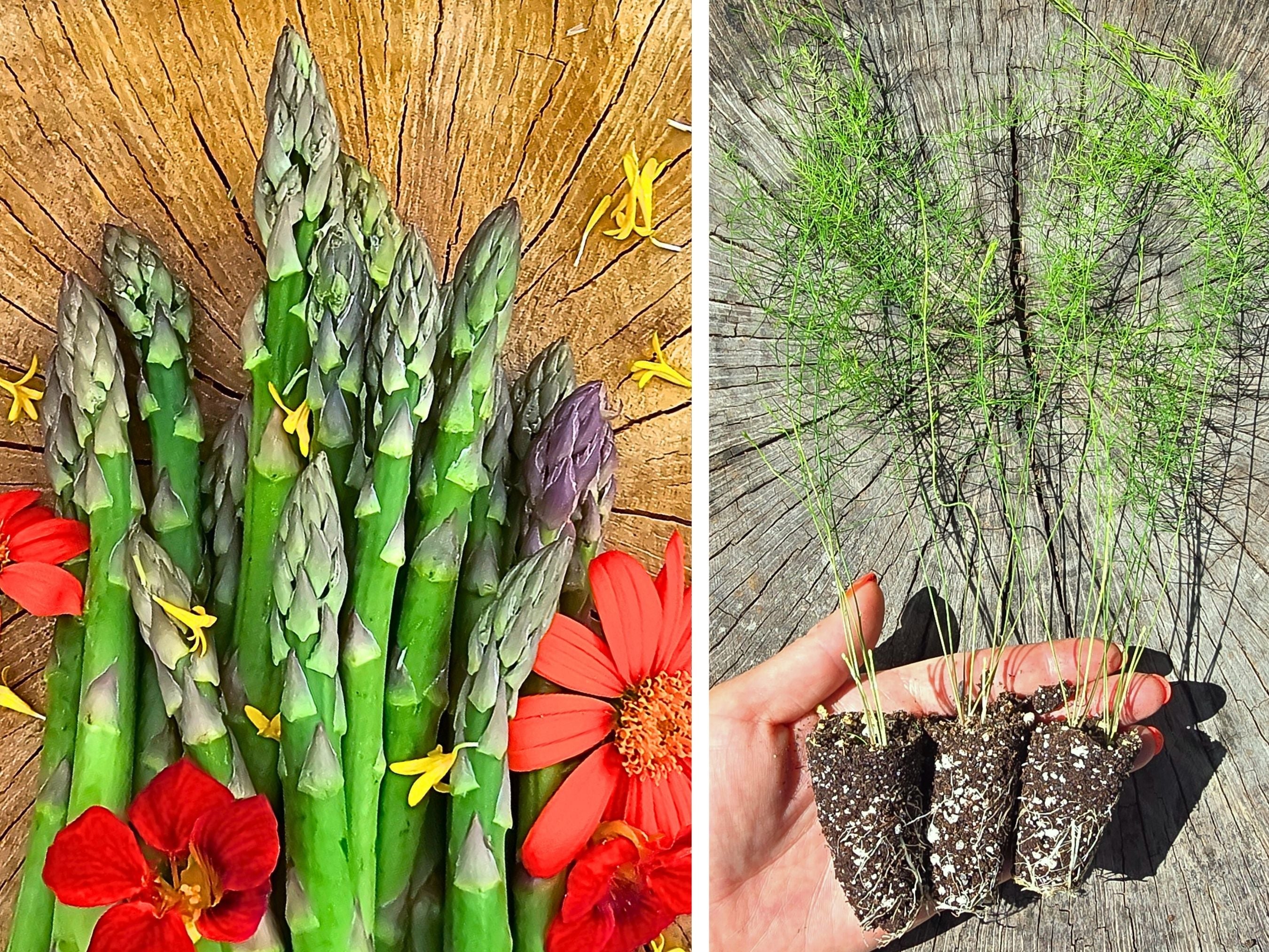 succulent asparagus LIVE Plant UC 157 Asparagus