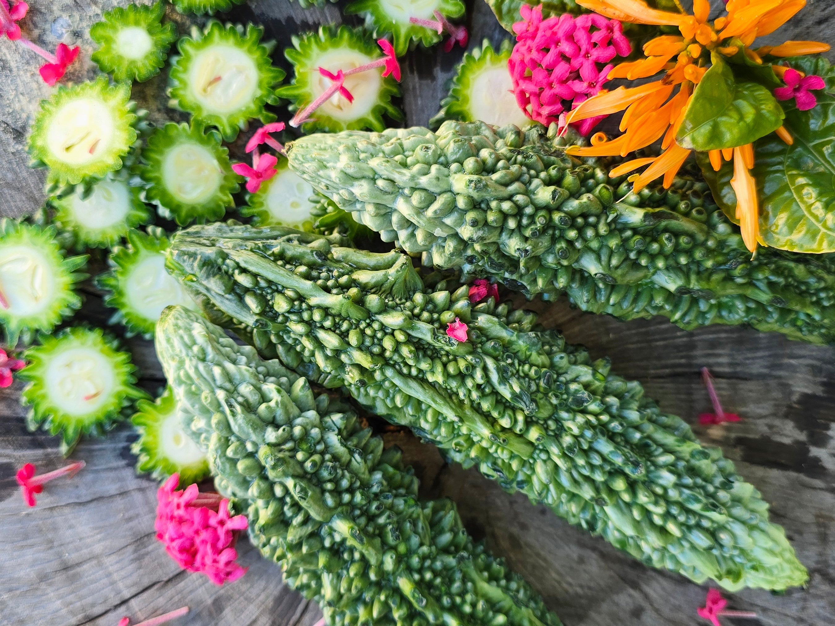 Futo Spindle Bitter Melon Seeds – Indian Bitter Gourd – Jerra's Garden