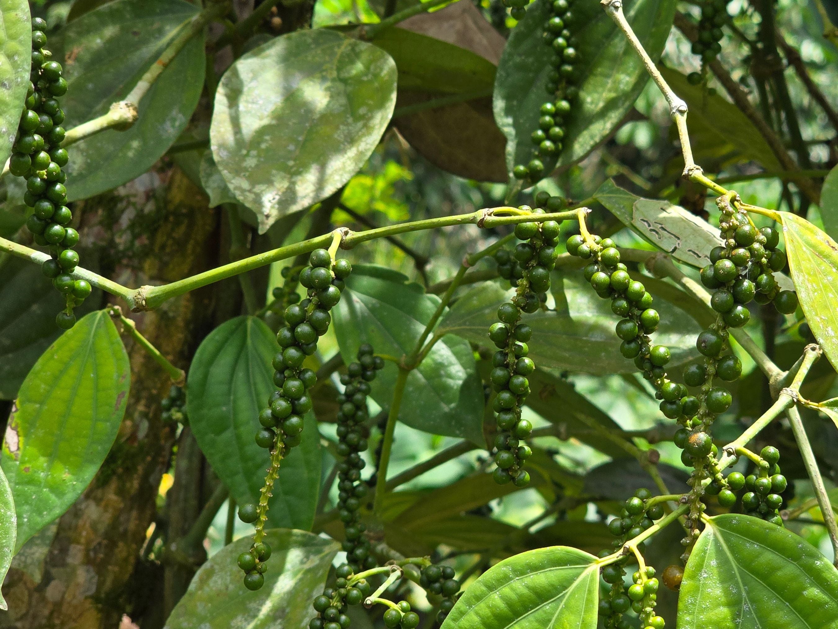 black pepper for jade plant Black Pepper Vine Cutting LIVE Plant