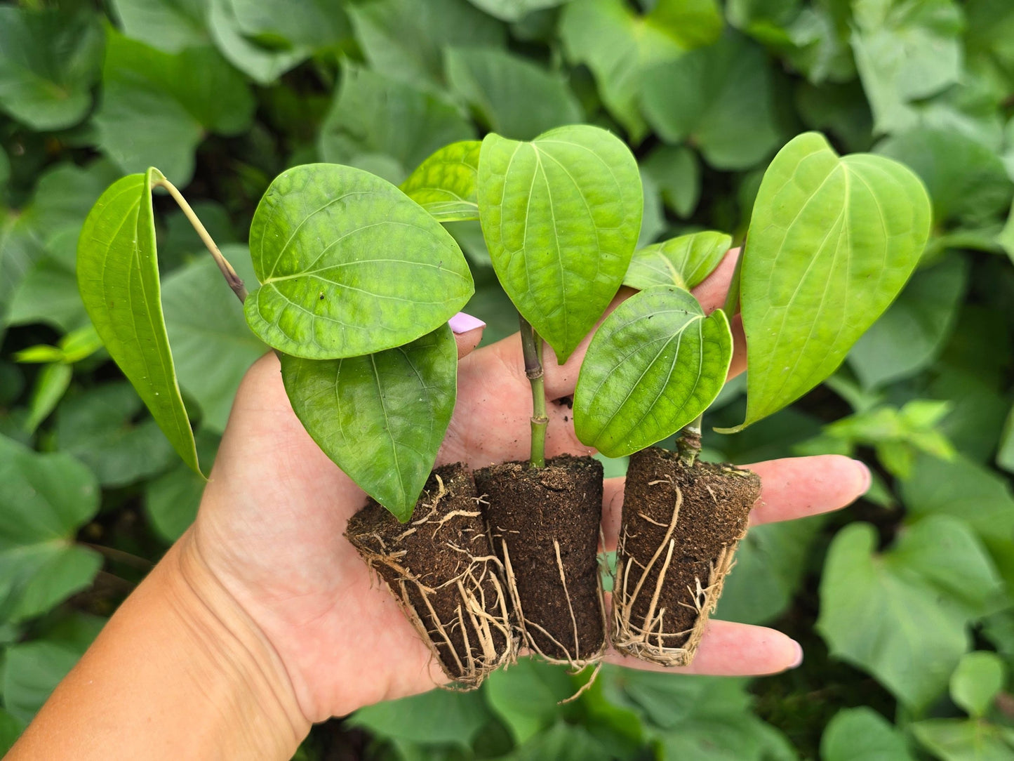 Black Pepper Vine Cutting LIVE Plant