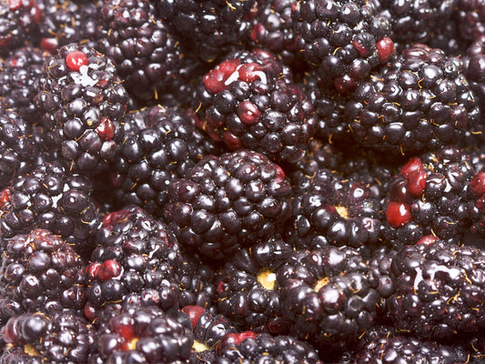 Live Boysenberry Plant
