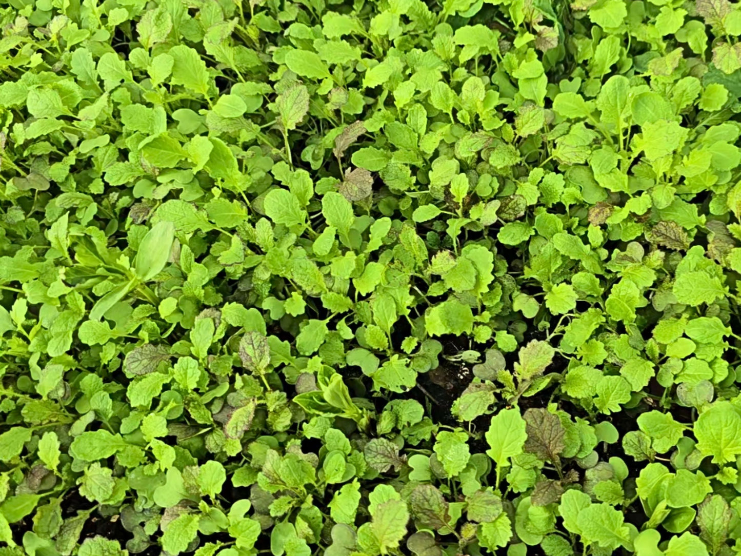 Caliente Rojo Mustard Blend Cover Crop Seeds