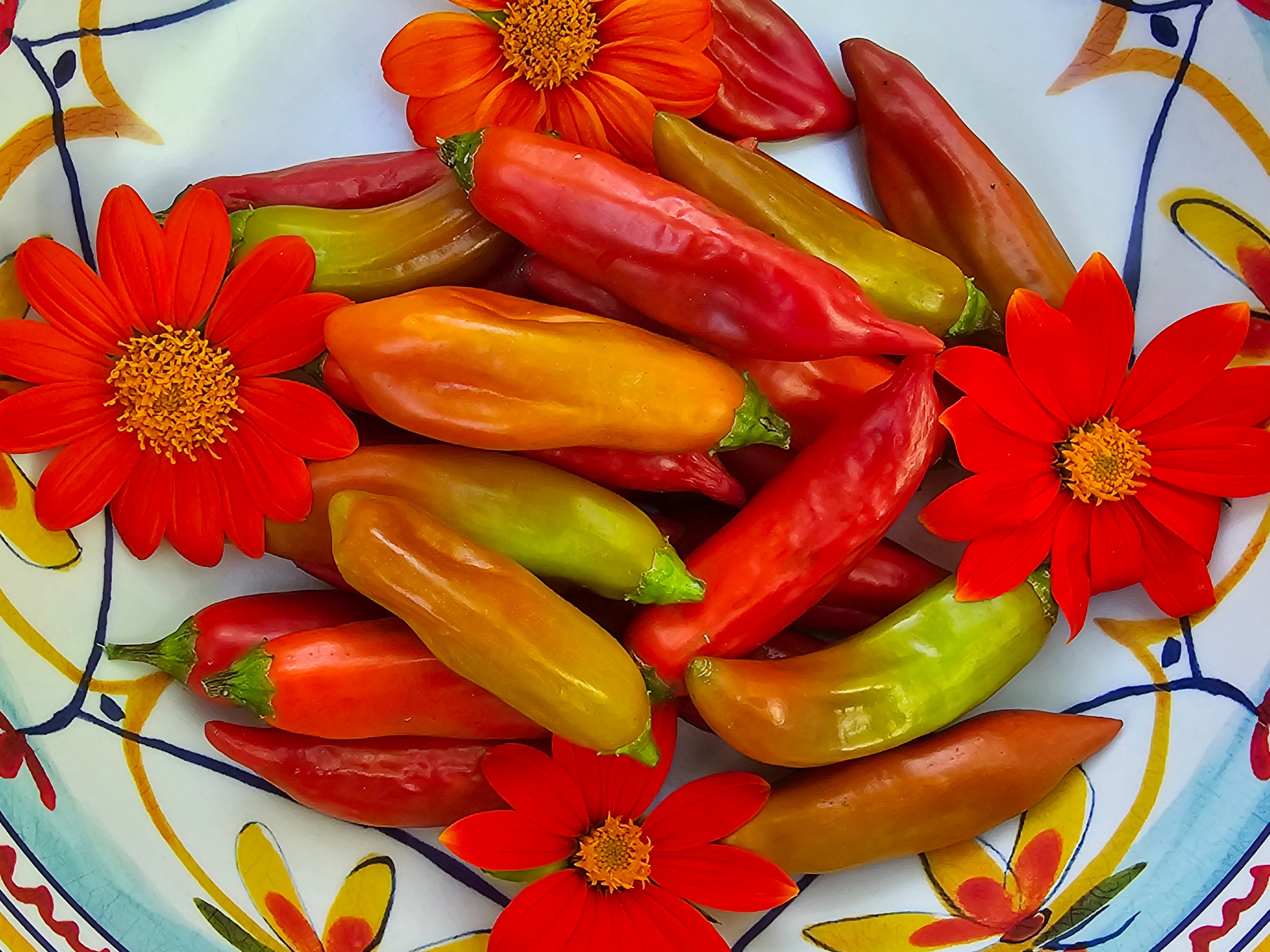 RARE Cap 455 Sweet Pepper Seeds – Fruity & Heat-Free – Jerra's Garden