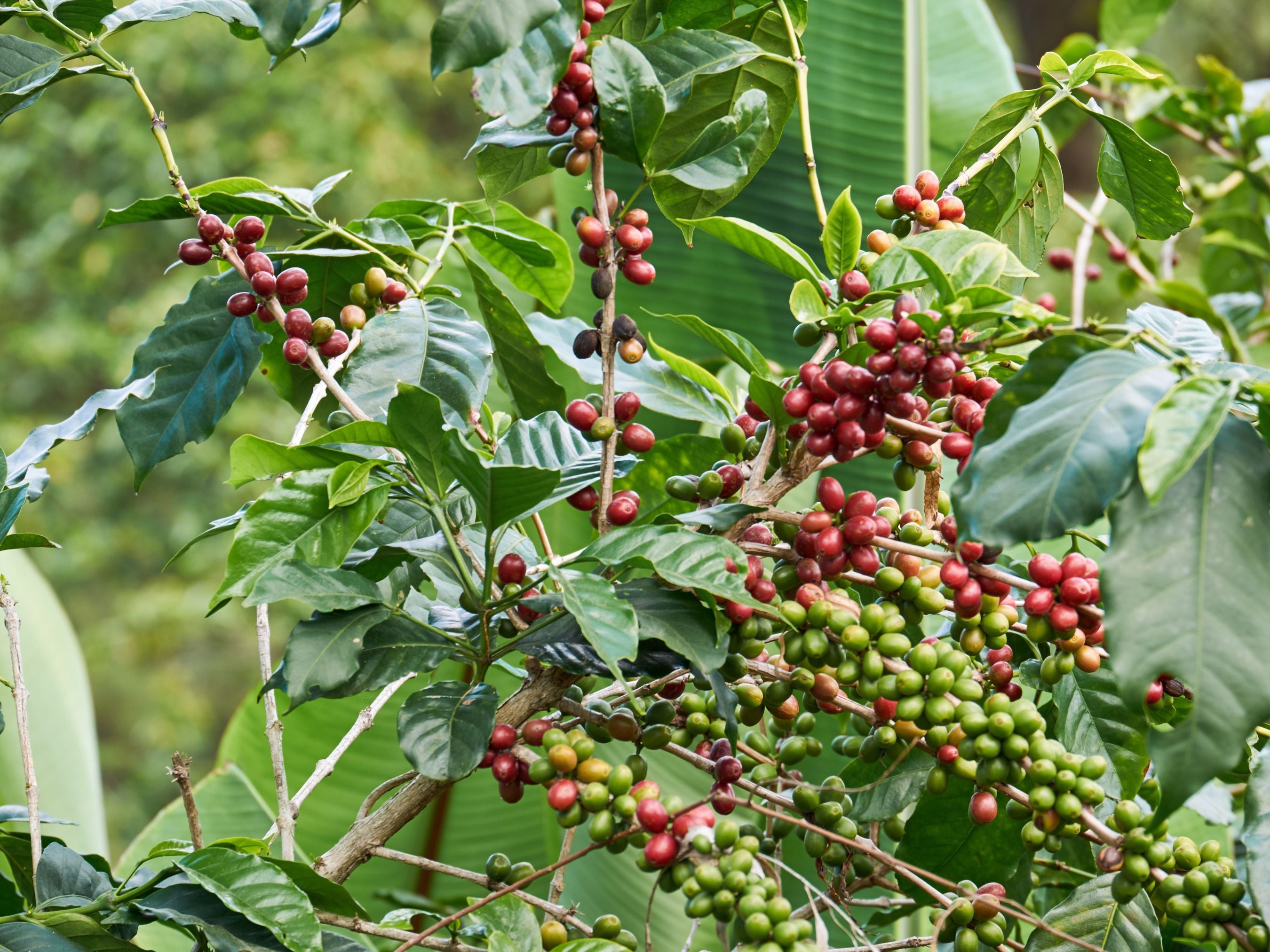 coffee tree house plant Coffee Arabica – Live Self-Fertile Starter Plant – Jerra's Garden
