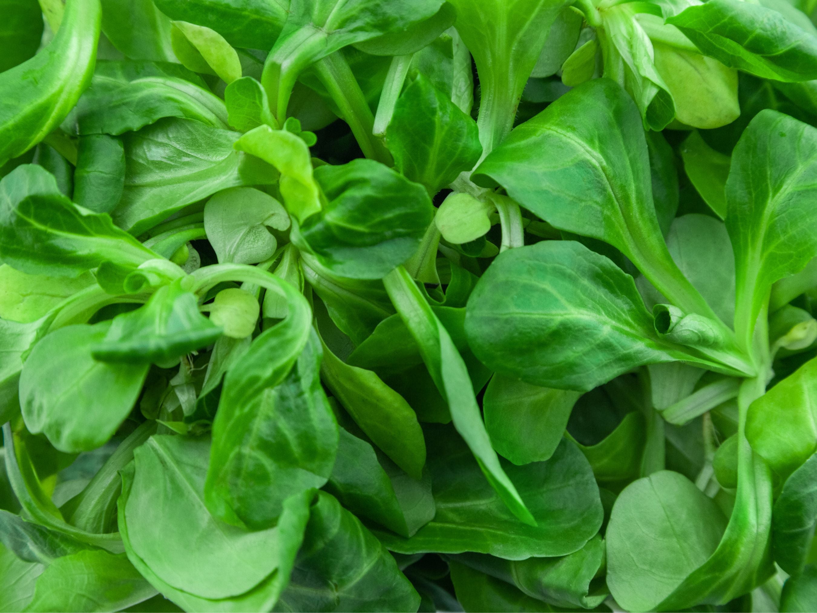 Dutch Corn Salad Seeds - Lamb's Lettuce for Cold-Weather - Jerra's Garden