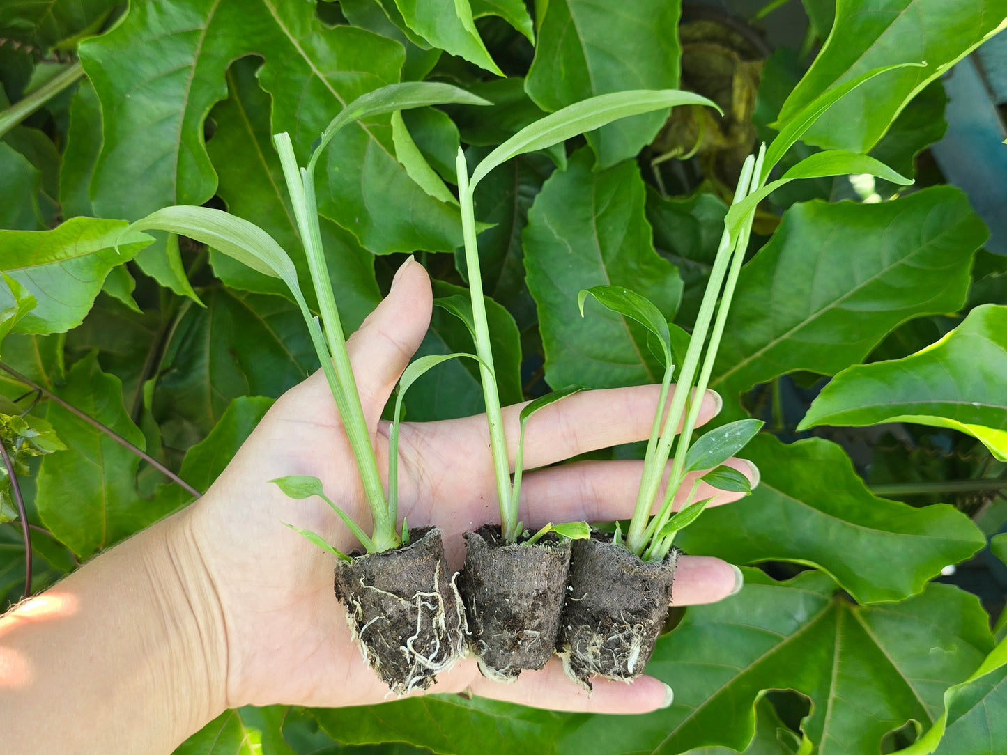 Culinary Ginger - Edible Ginger Starter/Sprouted LIVE Plant