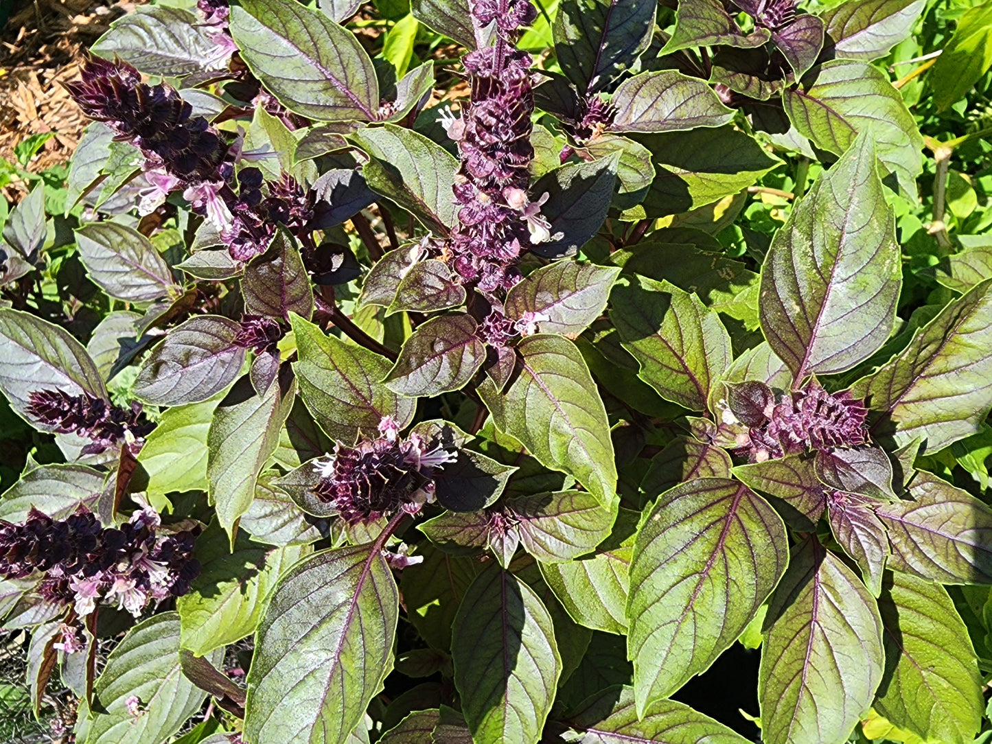 Dark Opal Purple Sweet Basil Seeds