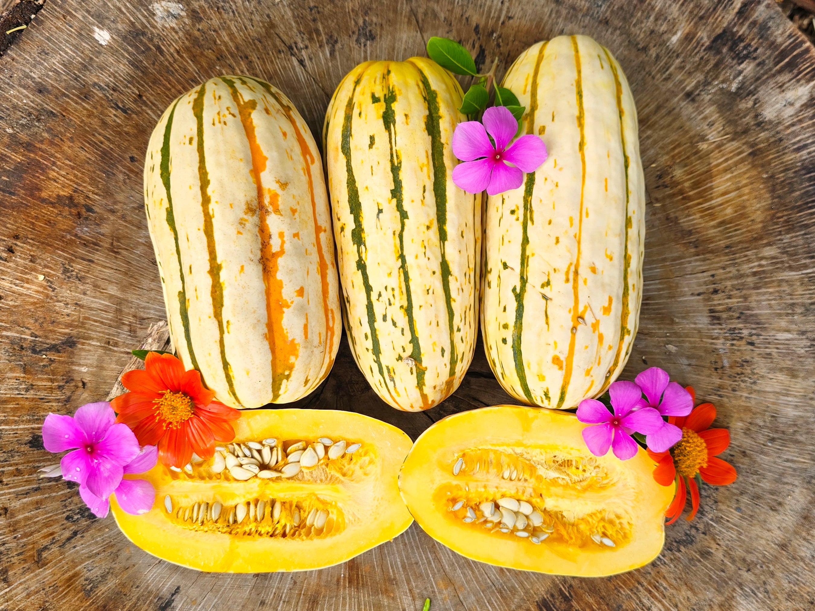 delicata squash seeds for planting Delicata Squash Seeds – Sweet, Compact Winter Variety – Jerra's Garden