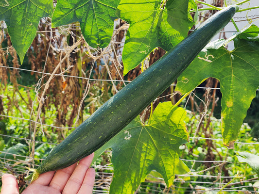 Smooth Dishcloth Luffa Seeds To Grow Sponges
